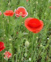 Oxalie Jardins Services image 10