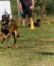 Agil'Canin 36 image 3