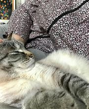 Comme Un Chat image 5