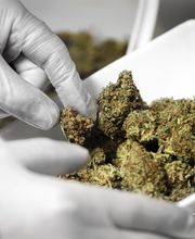 CbZen CBD image 17