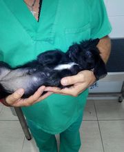 Clinica Veterinaria Exotia Santa Ursula imagen 10
