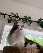 The Country Inn For Cats image 12