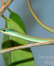 Tierarztpraxis Marc-Niklas Klingberg Bild 7