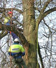 Matter Garten AG Bild 12