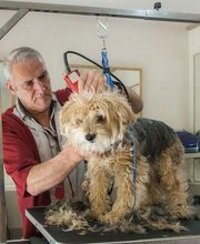 Profil Canin image 12