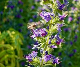 Wildblumendienst Bild 8
