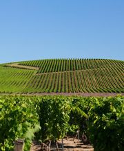 VIGNOBLES DAVID image 1