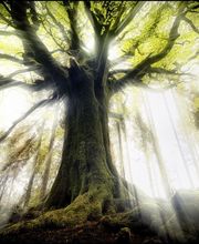 Laurent VIEL Magnétiseur image 7