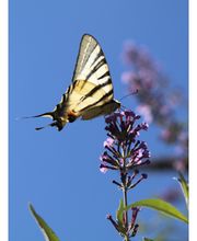 Bizeul Brigitte image 4