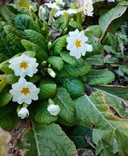 Raphanaud Guylaine Naturopathe image 2