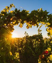 Domaine GAYDA image 9