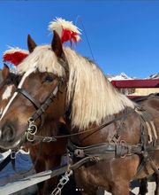 Clalüna-Sils Kutschenfahrten Bild 7