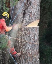 Arbre Oxygène SAS image 9