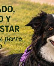 Txapoteando Felices Peluquería canina y felina imagen 1