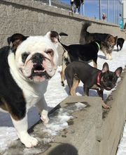 A Dog's World image 3