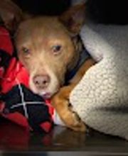 Family Pet Veterinary Center image 2