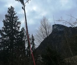 Baumfällung (bis 40 m Höhe)