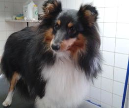 Animalook image 4