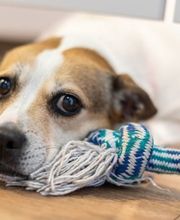 Kleintierpraxis Petersen Bild 4