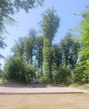 FriedWald Starzach Bild 3
