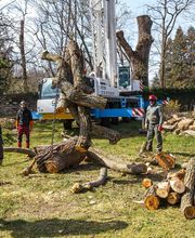 AGS - Arboriste Grimpeur Spécialisé image 5