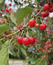 Like Cigarette image 1