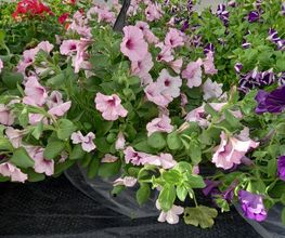 BJL Potager image 3