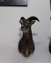 Lanaud Petot Virginie image 16