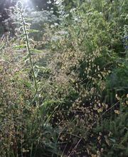 Wildpflanzengärtnerei Flora di Berna Bild 5