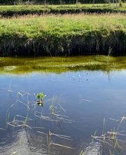 Wief rent sun & moor Bild 4