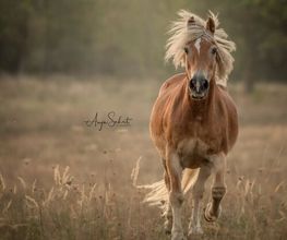 Anja Sehrt Fotografie Bild 7
