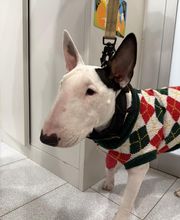 Vet Village - Policlinico Veterinario e Pronto Soccorso h24 immagine 2