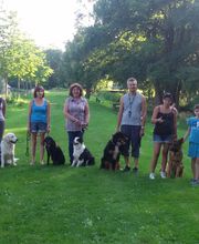 Amis Dogs 76 image 11