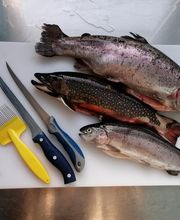 Sauerländer Forellenzucht Thomas Rameil Bild 6