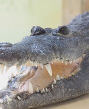 Reptiland image 11