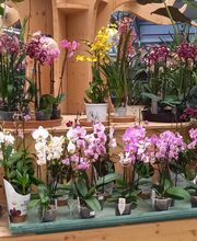 La Main Verte image 2