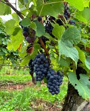 Caveau De Bacchus image 4