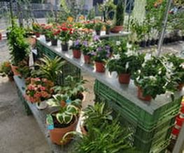 GIARDINI DOS SANTOS CANIÇO Bild 5