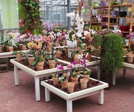 Orchideen