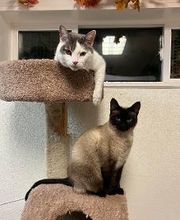 The Country Inn For Cats image 8