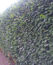 Heckenschnitt von GreenFairway e.K.