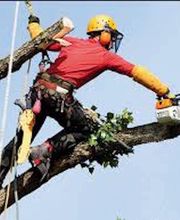 Tree Services Company image 4