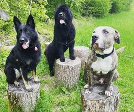 MEHR Hundeschule Bild 5