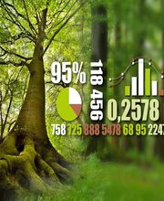 FORÊT D'ICI image 2