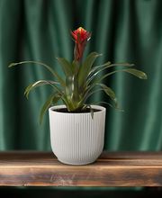 thumbnail_600_59d6525f-5fc2-4c9f-b6b1-7a5ea4c7ba0b-min.jpeg