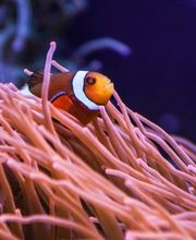 Findet Nemo! Clownfische könnt ihr in unserer Korallenhöhle bestaunen!