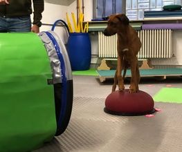 Hunde Parkour - DOX.fitness - Hundeschule | Schliersee
