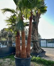 Royal Palm Aix image 17