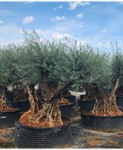 Planthispania imagen 9