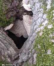 Bresse Nuisibles image 3